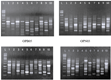 Đánh giá đa dạng di truyền Của 10 mẫu giống nấm sò Pleurotus spp  bằng chỉ thị RAPD và ISSR