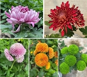 Đánh giá đặc điểm sinh trưởng và phát triển của một số giống cúc đại đóa và pingpong trồng chậu Chrysanthemum spp  tại Gia Lâm - Hà Nội