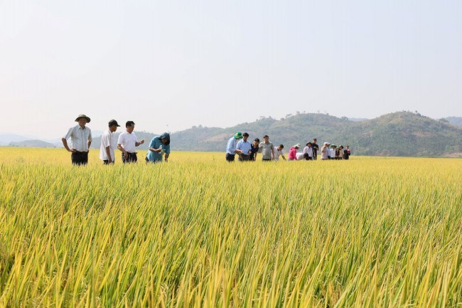 Giảm phát thải khí nhà kính trong trồng lúa - Bài 2: Tình hình thực hiện việc trồng lúa giảm phát thải ở một số địa phương