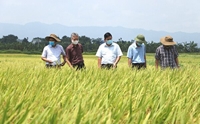 Giảm phát thải khí nhà kính trong trồng lúa - Bài 3 Thách thức và khuyến nghị
