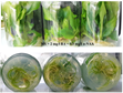 Ảnh hưởng của các chất điều hòa sinh trưởng trong nhân giống in vitro cây địa liền Kaempferia galanga L