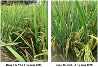 Chọn tạo dòng mẹ bất dục đực TGMS nếp phục vụ công tác tạo giống lúa nếp lai hai dòng cho miền Bắc Việt Nam