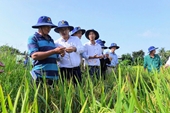 Mô hình thực hiện Đề án 1 triệu héc-ta lúa chất lượng cao trên địa bàn huyện Châu Phú