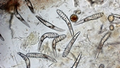 Xác định triệu chứng của chó mắc bệnh Demodex canis và hiệu quả điều trị