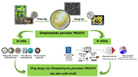 Phân tích in silico và in vitro phát hiện những tiềm năng sinh học của Streptomyces parvulus VNUA74 giúp canh tác chuối một cách bền vững