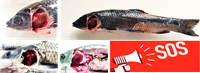 Học viện Nông nghiệp Việt Nam công bố bệnh mới xuất hiện trên cá trắm đen