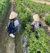 Thực tập nghề nghiệp của sinh viên ngành Xã hội link dafabet tại Xã Hội Thịnh – Tam Dương – Vĩnh Phúc