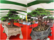 Từ lí thuyết đến thực hành - Môn công nghệ 4 được hiện thực hóa trong chương trình Festival Hoa Cây cảnh