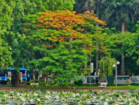 Tháng Sáu – Mùa hoa rực rỡ, mùa bảo vệ khóa luận, mùa trưởng thành