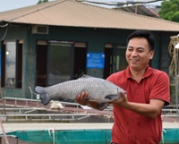 Quá trình bình dân hóa cá trắm đen