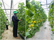 Trải nghiệm thực tập hè tại Nông trường WinEco Tam Đảo của sinh viên ngành Nông nghiệp công nghệ cao