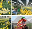 Sinh viên ngành Nông nghiệp công nghệ cao thực tập tại Đà Lạt Hasfarm