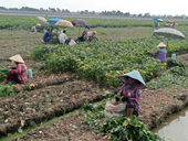 Góp phần phát triển kinh tế tập thể tại tỉnh An Giang