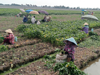 Góp phần phát triển kinh tế tập thể tại tỉnh An Giang