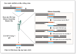 Kỹ thuật Gibson Assembly Công cụ tiên tiến trong tạo DNA tái tổ hợp và ứng dụng trong công nghệ thực phẩm