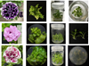 Xây dựng quy trình nhân nhanh một số giống dạ yến thảo kép Petunia spp  phục vụ trang trí cảnh quan