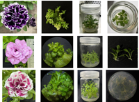 Xây dựng quy trình nhân nhanh một số giống dạ yến thảo kép Petunia spp  phục vụ trang trí cảnh quan