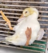 Một số đặc điểm dịch tễ và đề xuất giải pháp phòng chống virus Tembusu trên vịt tại Việt Nam
