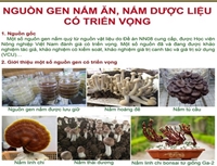 Công tác nghiên cứu chọn tạo giống nấm ăn, nấm dược liệu tại Học viện Nông nghiệp Việt Nam