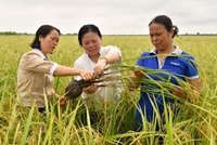 Bữa cơm bên bờ ruộng dùng chế phẩm vi sinh, tưới ngập - khô xen kẽ