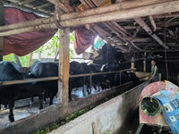 Liên kết chuỗi trong chăn nuôi bò thịt Việt Nam Chìa khóa cho phát triển bền vững