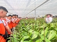 Đoàn học sinh Trường THPT Cao Lộc trải nghiệm công nghệ sản xuất hoa lan Hồ điệp hiện đại