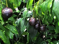 Cảnh báo về loại quả rừng giống quả cherry nhưng chứa độc tính và gây tử vong