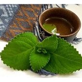 11 bài thuốc chữa bệnh từ cây húng chanh