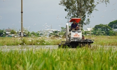 Thời của những giấc mơ nông nghiệp lớn