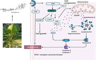 Củ ráy – thực vật có khả năng chống ung thư