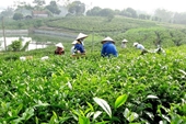 Đại hội Đảng Cộng sản Việt Nam lần thứ XIV Khai sáng và soi đường cho công cuộc tam nông