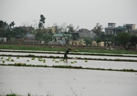 PATHWAY TO A LOW-CARBON CULTIVATION THE STORY OF AN DINH RICE COMPANY IN THAI BINH PROVINCE