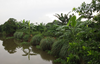 Litchi-based Agroforestry Systems in Hai Duong province