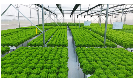 Ảnh 2. Mô hình sản xuất nông nghiệp hiện đại, bền vững không thể thiếu công nghệ cung cấp dinh dưỡng cho cây trồng