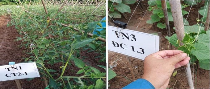Thực hiện thí nghiệm trên cây cà chua