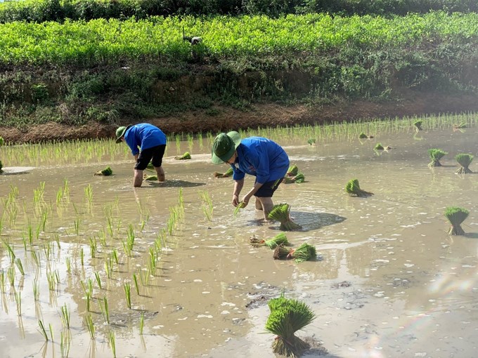 Hỗ trợ bà con xã Hồ Sơn cấy lúa