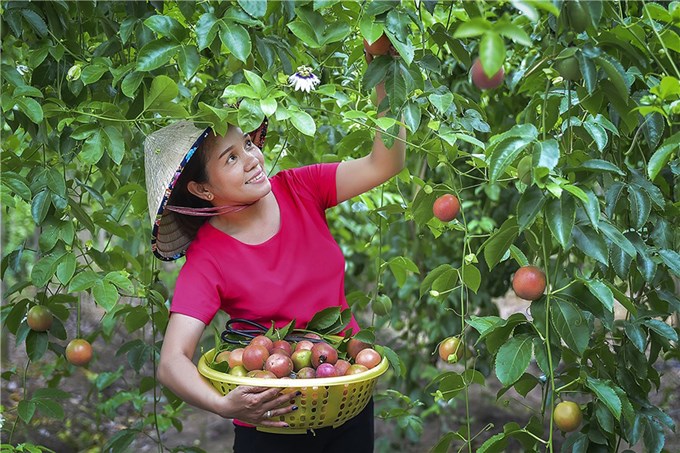 Thu hoạch nông sản ở đồng bằng sông Cửu Long _Nguồn: nhiepanhdoisong