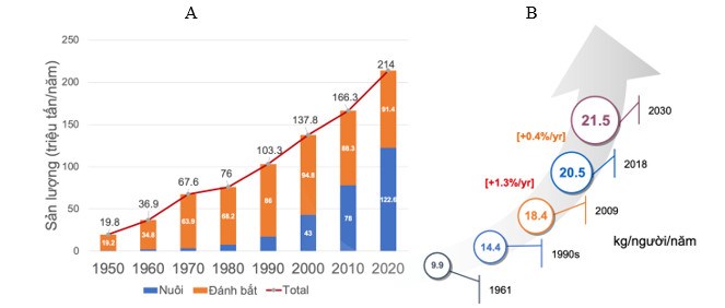 Hình 1. Gia tăng sản lượng thuỷ sản (A) và tiêu thụ bình quân theo đầu người (B) giai đoạn 1950-2020