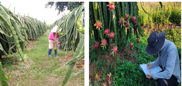 Chăm sóc, theo dõi thí nghiệm tại Hàm Hiệp, Hàm Thuận Bắc, Bình Thuận