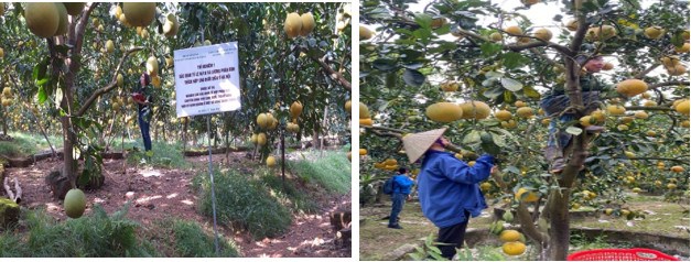 Chăm sóc, theo dõi thí nghiệm tại TT Xuân Mai, huyện Chương Mỹ, Hà Nội