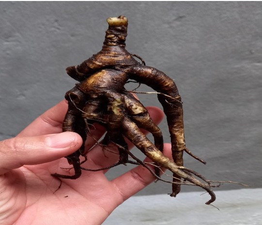 Hình 2. Củ cây thổ nhân sâm