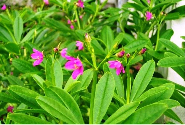 Hình 1. Cây thổ nhân sâm Talinum paniculatum (Jacq.)