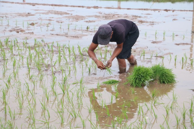 Đất đai là nguồn cung cấp lượng thực, thực phẩm nuôi sống gần 8 tỷ người trên thế giới. Ảnh: TG.