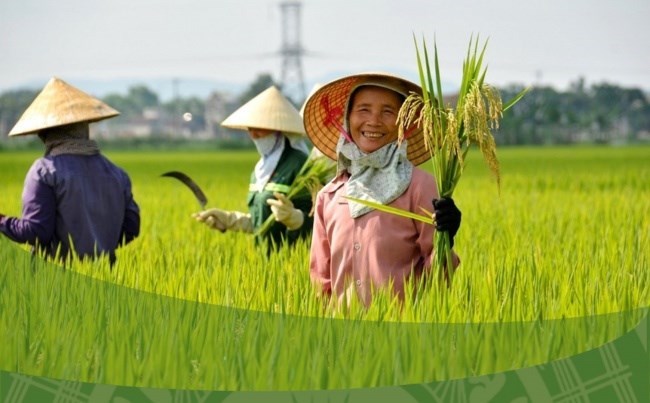 Hình thức tổ chức sản xuất chính trong nông nghiệp ở Việt Nam là nông hộ, chiếm 90% tổng diện tích sản xuất nông nghiệp.