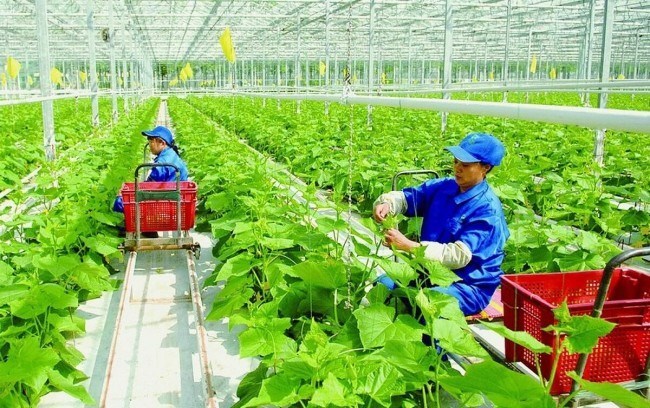 Nông nghiệp sinh thái là hướng đi để phát triển nông nghiệp bền vững.