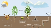Tình trạng dinh dưỡng trong đất với hệ vi sinh vật đất