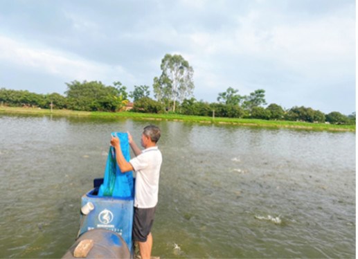 Chăn nuôi cá theo tiêu chuẩn VietGap tại xã Bình Dương