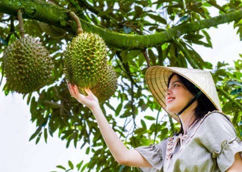 Được mùa sầu riêng_Nguồn: nhiepanhdoisong.vn