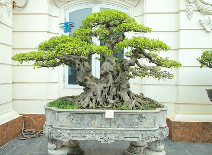 Festival hoa, cây cảnh VNUA 2025 sẽ giới thiệu các loại hoa, cây cảnh độc đáo. Ảnh: VNUA