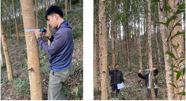 Sinh viên của Khoa Tài nguyên và Môi trường tiến hành đo cây rừng để tính khả năng hấp thụ CO2 của rừng trồng ở Tiên Yên, Bắc Giang